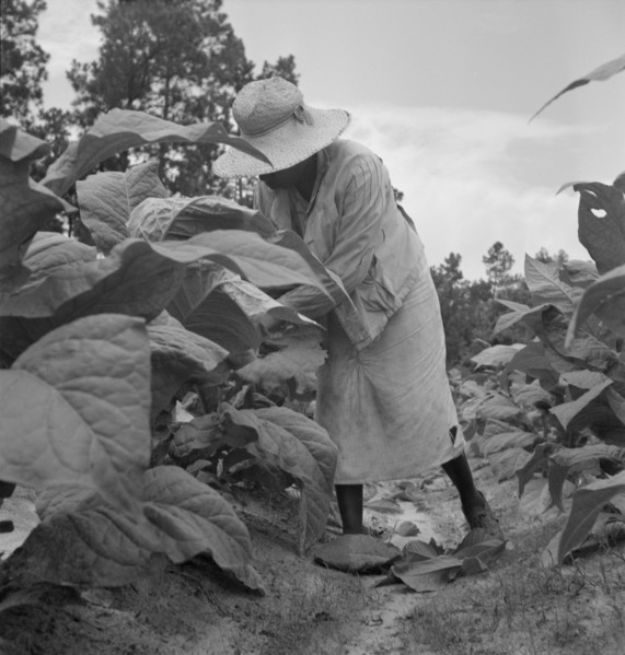 Possibly: Negro tenants topping and suckering tobacco plants, Granville County, North Carolina, 1939 Creator: Dorothea Lange.