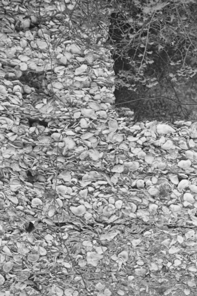 Possibly: Tabby construction, ruins of supposed Spanish mission, St. Marys, Georgia, 1936. Creator: Walker Evans.