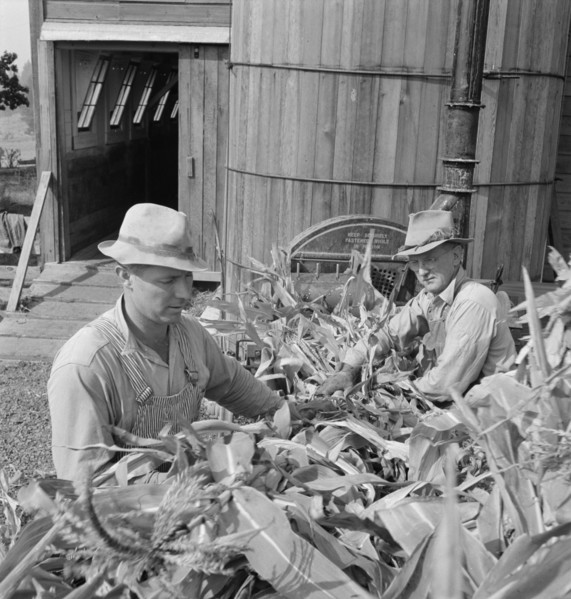 Farmers feeding corn into cooperatively owned..., near W Street at Carlton, Oregon, 1939. Creator: Dorothea Lange.