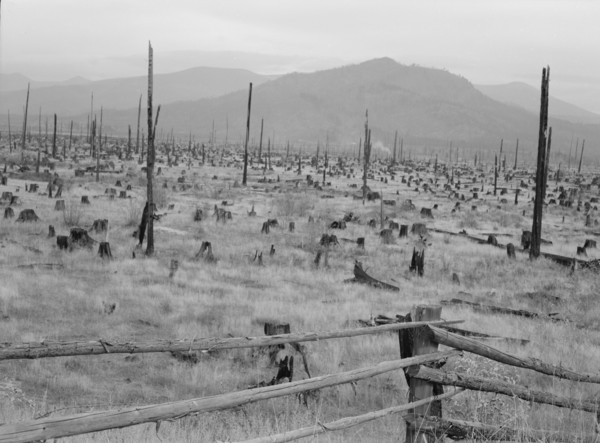 Possibly: Stumps and sags on uncleared land, Priest River country, Bonner County, Idaho, 1939. Creator: Dorothea Lange.