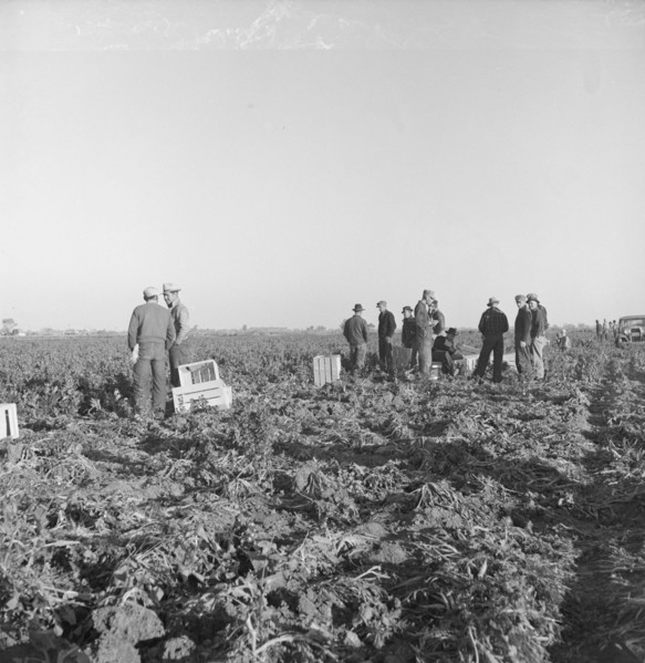 Migratory field workers at 5 a.m. waiting in the carrot field..., 1939. Creator: Dorothea Lange.