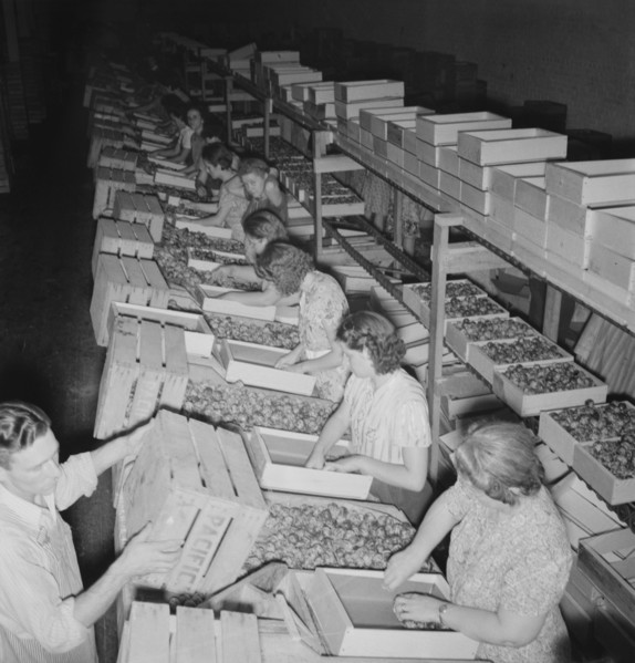 Packing fresh prunes at night on Produce Row during busy season, Yakima, Washington, 1939. Creator: Dorothea Lange.