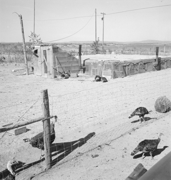 Home of the Williams' family, Dead Ox Flat, Malheur County, Oregon, 1939. Creator: Dorothea Lange.