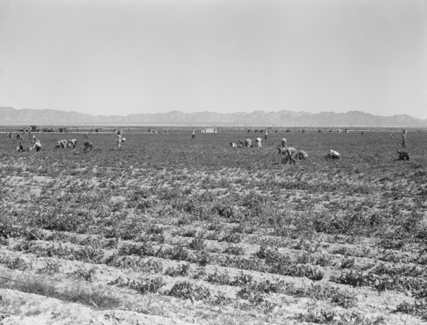 500 pea pickers in field of large-scale Sinclair Ranch, near Calipatria, California, 1939. Creator: Dorothea Lange.