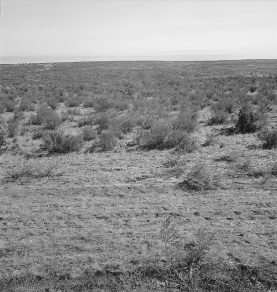 View from the Smith's place across the road, showing uncleared land, Dead Ox Flat, Oregon, 1939. Creator: Dorothea Lange.