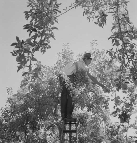 Harvesting pears requires agility and balance, Yakima Valley, Wahington, 1939. Creator: Dorothea Lange.
