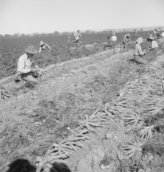Migratory field worker pulling carrots, Imperial Valley, California, 1939. Creator: Dorothea Lange.