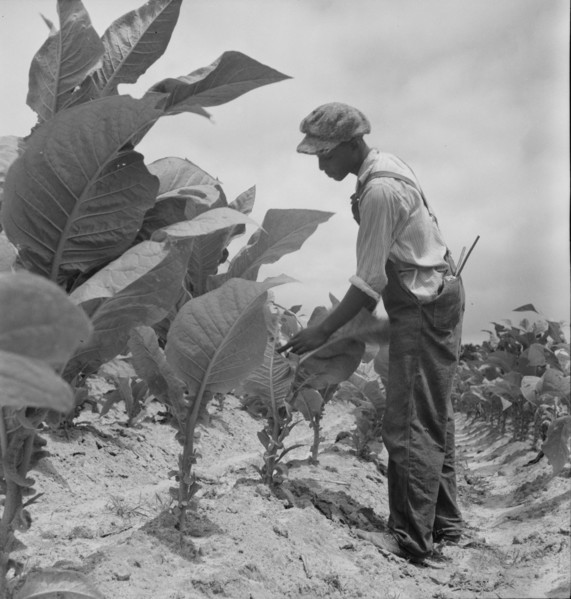 Negro sharecropper's son goes up and down ...worming tobacco, Wake County, North Carolina, 1939. Creator: Dorothea Lange.