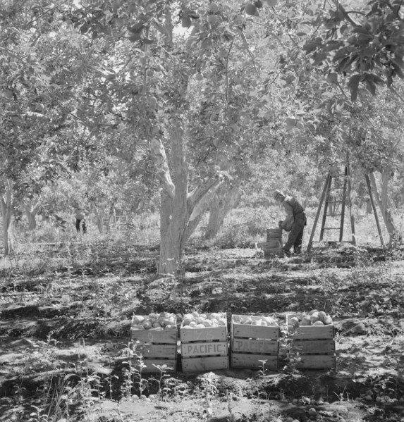 Harvesting pears, Pleasant Hill Orchards. Washington, Yakima Valley. See general caption number 34.
