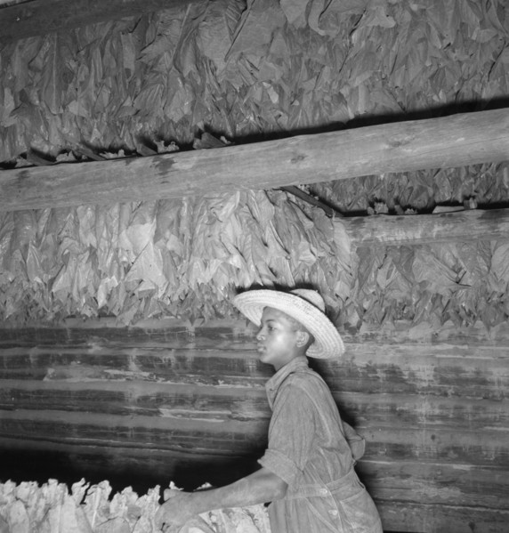 Son of sharecropper and sub tenant hanging up strung tobacco inside barn. Shoofly, North Carolina.