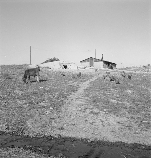 Abode [adobe?] basement dugout house on Roberts' farm. Willow Creek area. Malheur County, Oregon.