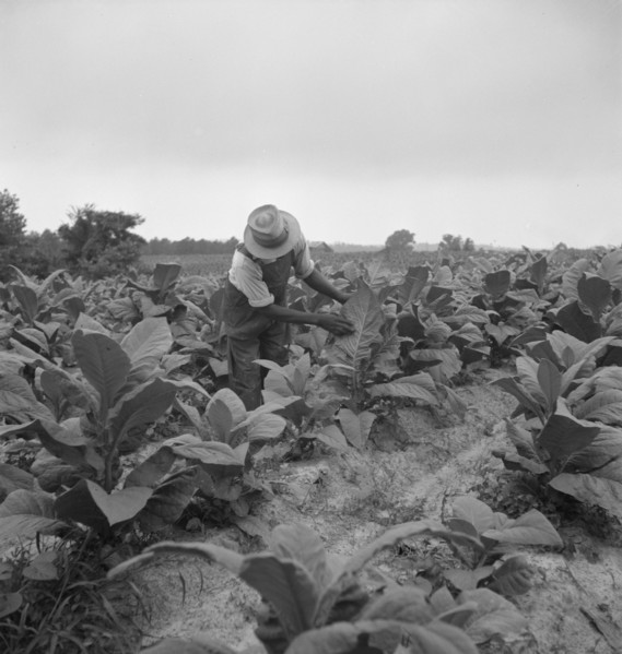 [Untitled, possibly related to: Negro tenant topping tobacco. Person County, North Carolina].