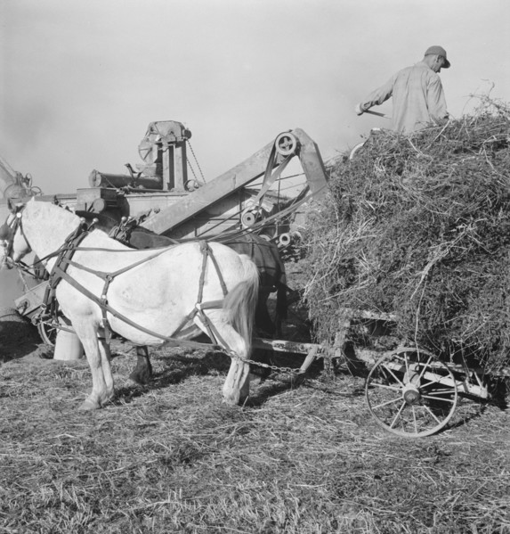 Threshing red clover for seed on older settler's ranch. Near Ontario, Malheur County, Oregon.