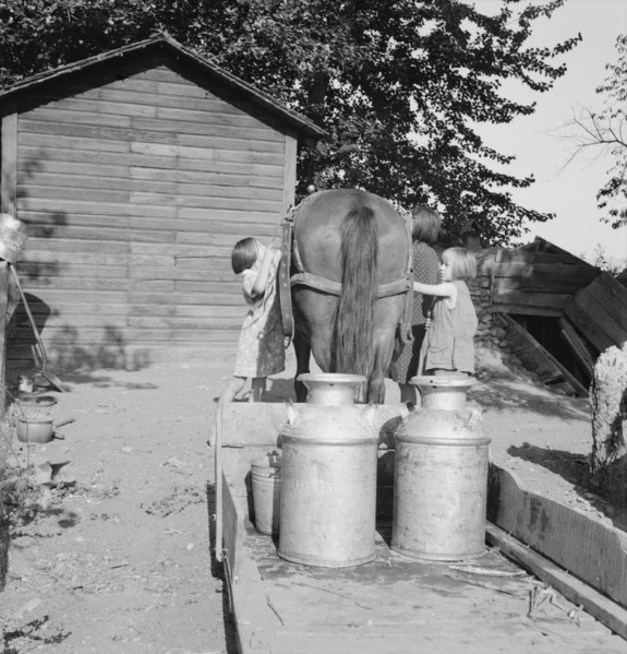 All Chris Adolf's children are hard workers on the new place. Yakima Valley, Washington.