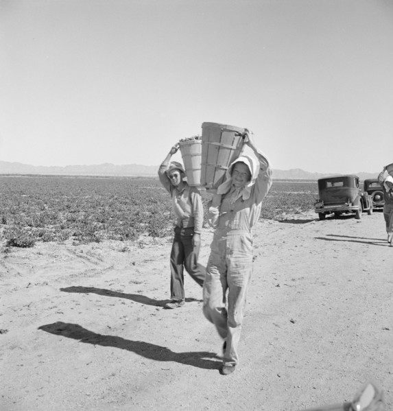 Pea pickers coming in to the weigh master. Near Calipatria, California. Sinclair Ranch.