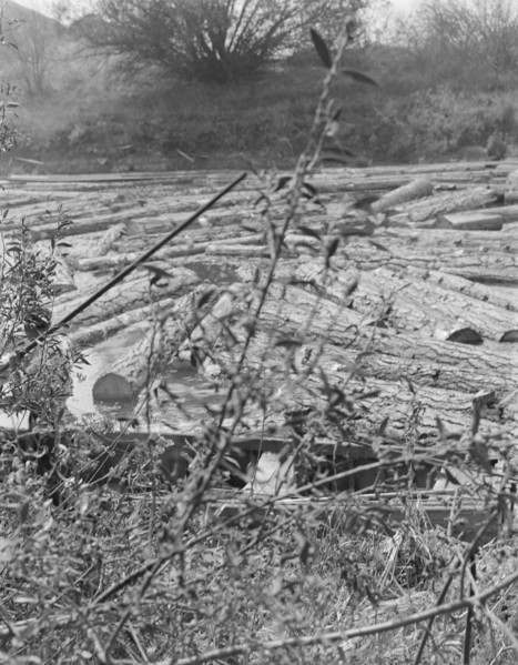 [Untitled, possibly related to: Logs at sawmill on Marys River near Corvallis, Oregon].