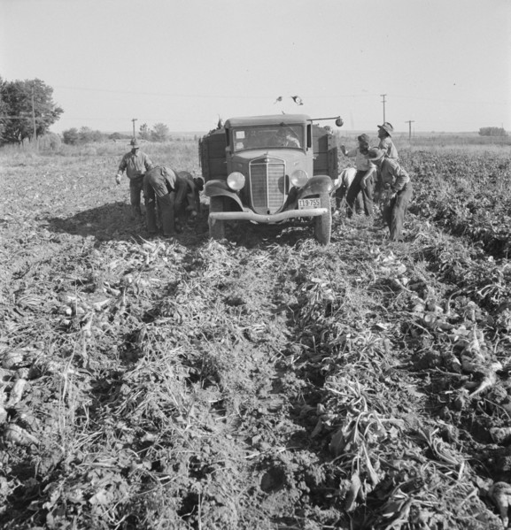 Ontario, Malheur County, Oregon. October 1939. Loading a truck in a sugar beet field.