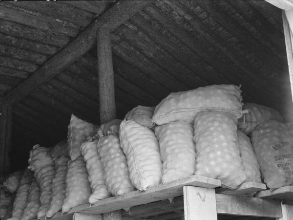 Fifty-pound bags of onions in storage shed, ready for market. Malheur County, Oregon.