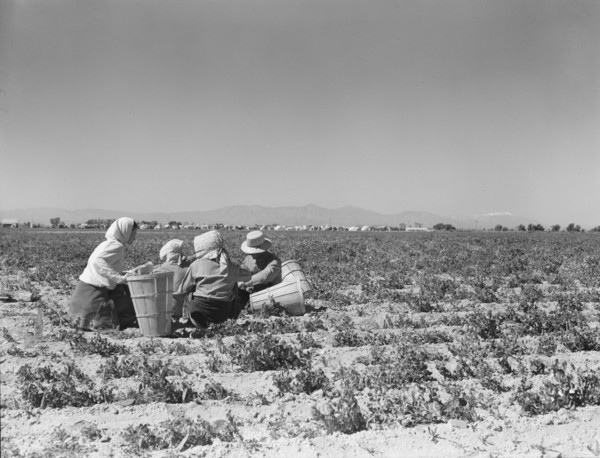 Lunchtime in the field. Camp in background. Near Calipatria, California. Pea fields.