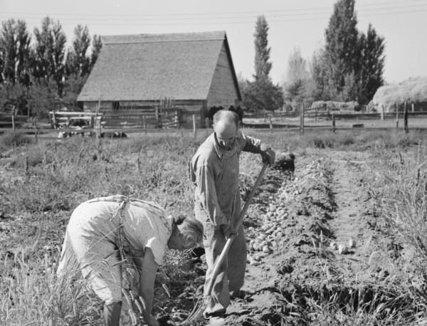 Couple digging their sweet potatoes in the fall. Irrigon, Morrow County, Oregon.