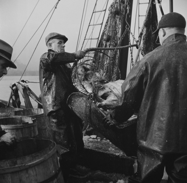 New York, New York. New England fishermen unloading fish at Fulton fish market.