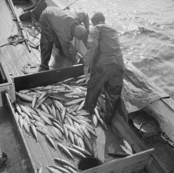 Mackerel fishing, Gloucester, Massachusetts. Raking mackerel into the ice hole.