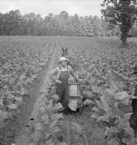 [Untitled, possibly related to: Putting in tobacco. Shoofly, North Carolina].