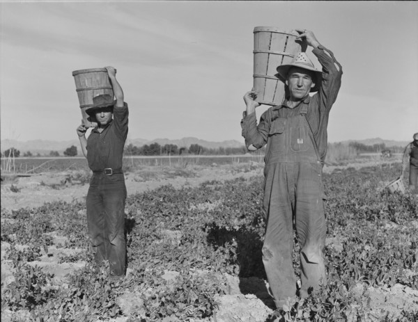 Pea pickers coming into the weigh master. Near Calipatria, California.