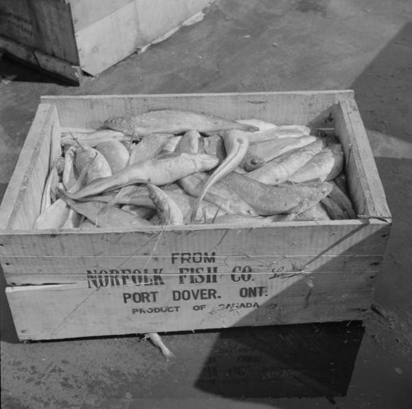 New York, New York. A box of fish shipped from Port Dover, Ontario.