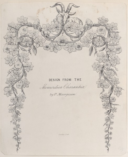 Design from the Momordica Charantia by P. Moorgesan, 19th century.
