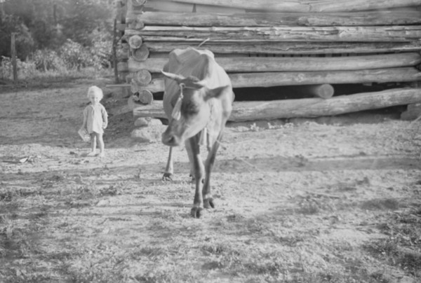 Squeakie Burroughs and cow near the barn, Hale County, Alabama.