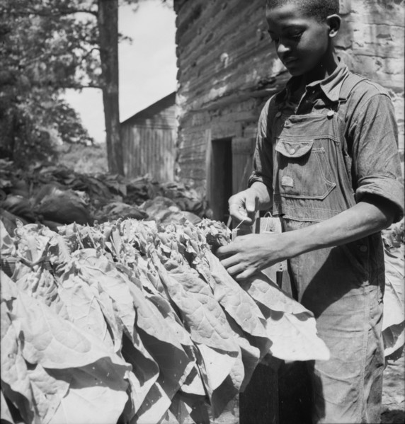 Tobacco strung on sticks. Granville County, North Carolina.