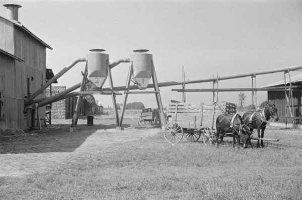 Cotton gin and wagons. Vicinity of Moundville, Alabama.
