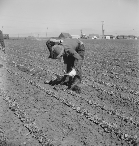 Filipino thinning lettuce. Salinas Valley, California.