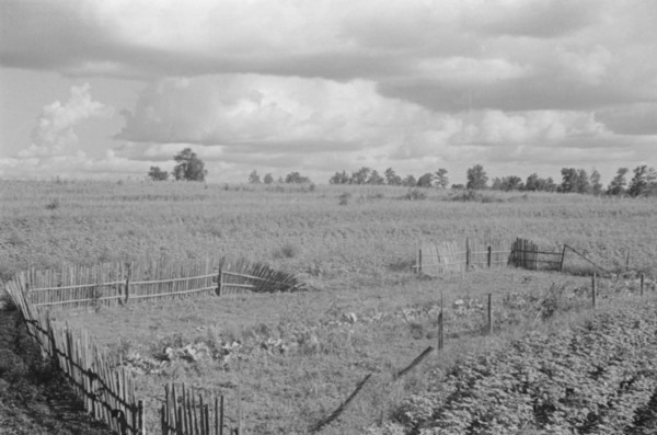 Bud Fields' garden, Hale County, Alabama.