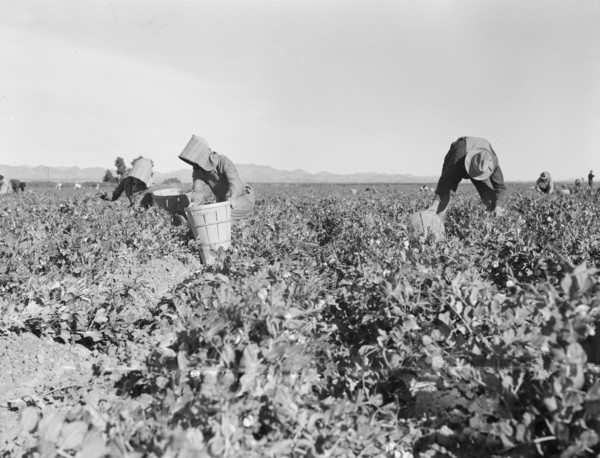 Pea pickers near Calipatria, California.