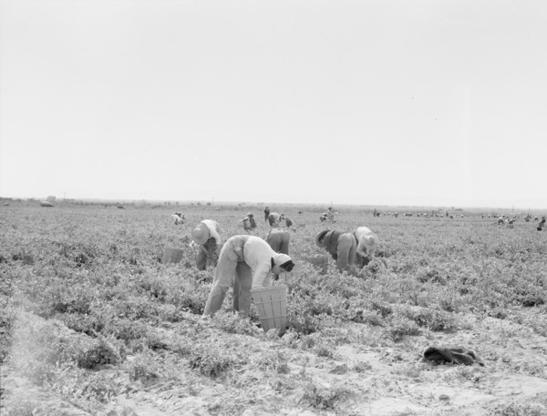 Pea pickers near Calipatria, California.