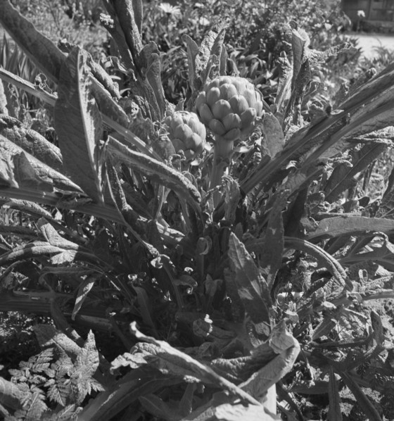Artichoke. Monterey County, California.
