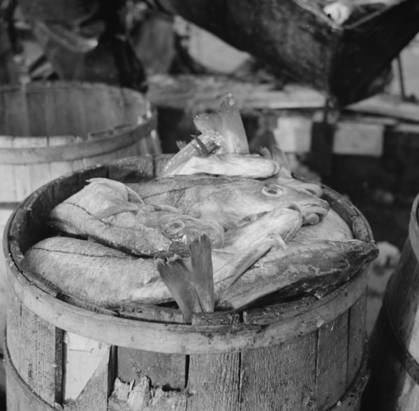 New York, New York. Barrels of codfish.