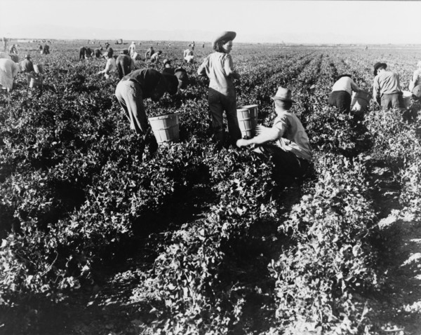 Pea pickers. California.