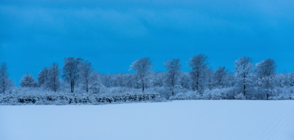Danish Winter Morning.
