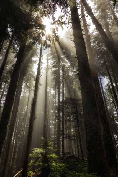 Larch Mountain Forest.