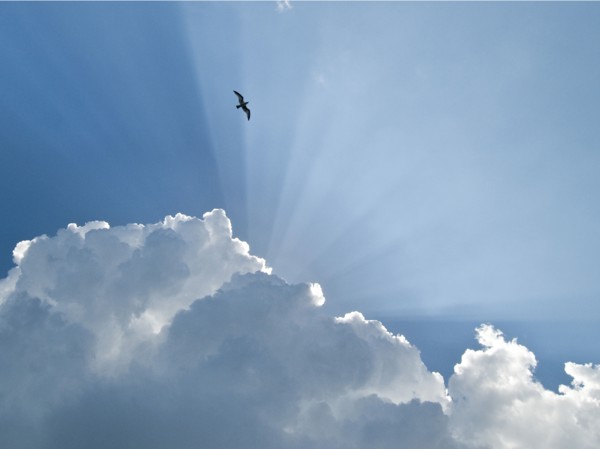 Gull and Glory.