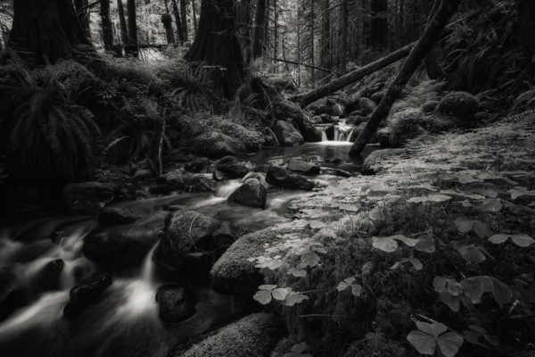 Secret Forest.
