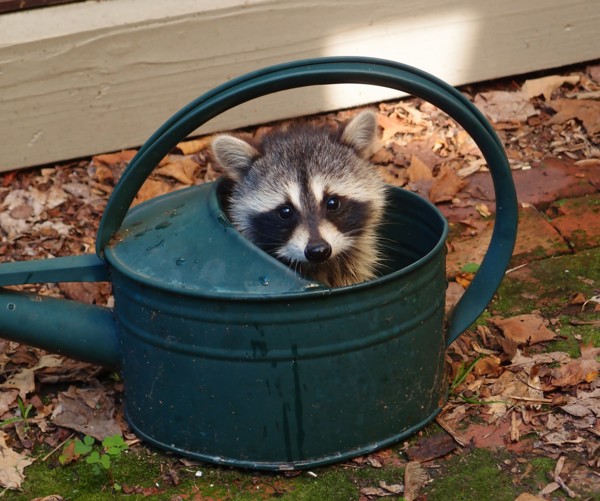 Racoon Baby.