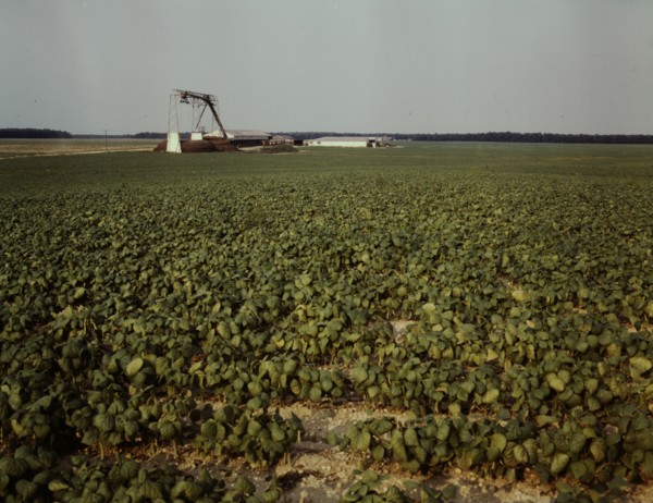 Bean field and canning factory, Seabrook Farm, Bridgeton, N.J., 1942. Creator: John Collier.