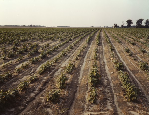Bean fields, Seabrook Farm, Bridgeton, N.J., 1942. Creator: John Collier.