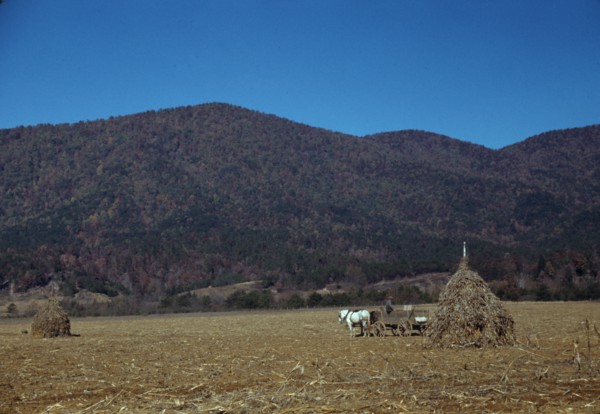 Cornshocks in mountain farm along the Skyline Drive in Virginia, ca. 1940. Creator: Jack Delano.