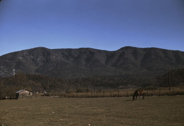 Horse in the pasture of a mountain farm along the Skyline Drive in Virginia, ca. 1940. Creator: Jack Delano.