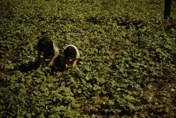 Two people kneeling, working in a field, possibly in Puerto Rico, 1941. Creator: Jack Delano.